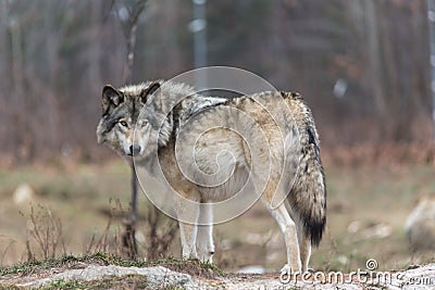 Lone timber wolf in the fall Stock Photo