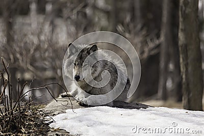 A lone timber wolf Stock Photo