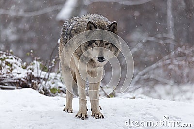 Lone timber wolf in a winter scene Stock Photo