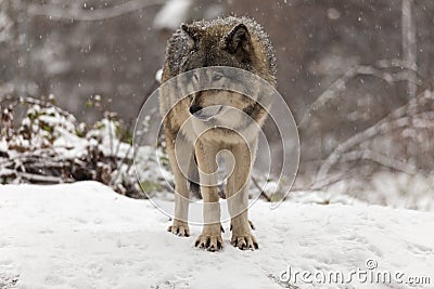Lone timber wolf in a winter scene Stock Photo