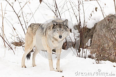 A Lone timber wolf in a winter scene Stock Photo