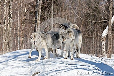 A lone Timber Wolf in the winter Stock Photo