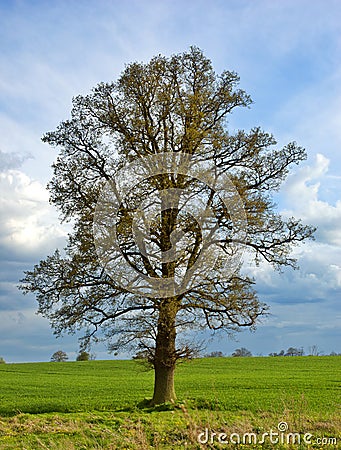 Lone Tree Stock Photo