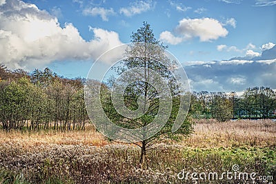 Lone tree amid yellow grass on a gloomy day conveys loneliness and desolation concept. Illustration for solitude and melancholy Stock Photo
