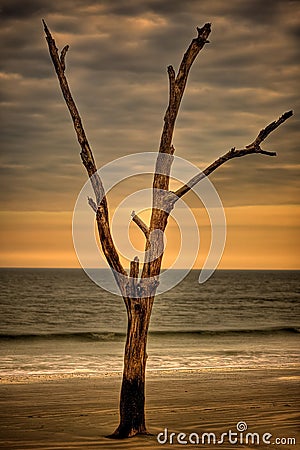 Lone Tree on Beach at Sunset Stock Photo