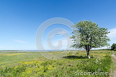 Lone tree in a beautiful green and bright coastland by springtime Stock Photo