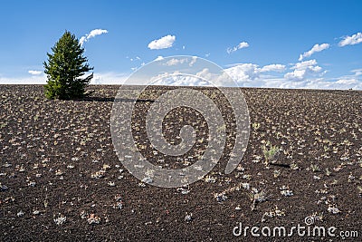 Lone tree on a cinder cone volcanic rock formation in Craters of the Moon National Monument in Idaho Stock Photo