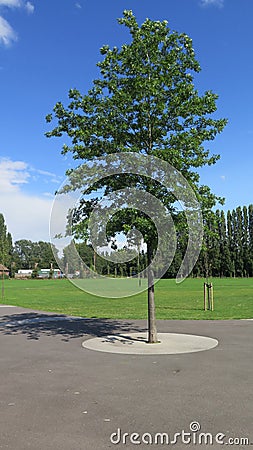 Lone tree in concrete circle Stock Photo