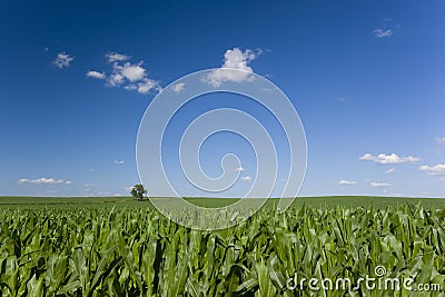 Lone tree in corn field Stock Photo