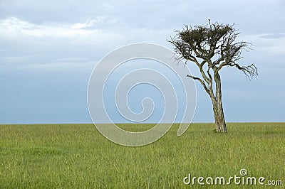 Lone tree at dusk in grasslands in Masai Mara in Kenya, Africa Stock Photo