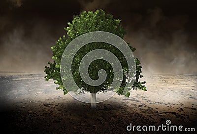 Lone Tree, Environment, Evironmentalist, Desert Stock Photo