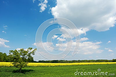 Lone tree in a field Stock Photo