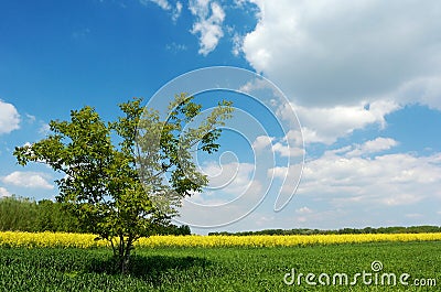 Lone tree in a field Stock Photo