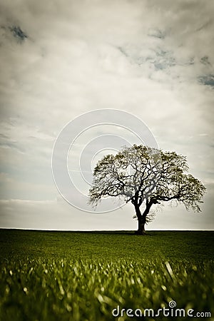 Lone tree in field Stock Photo