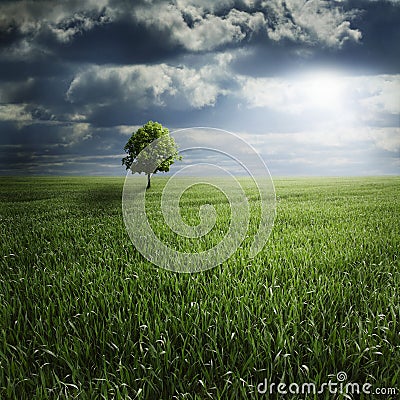 Lone Tree in Field with Storm Stock Photo