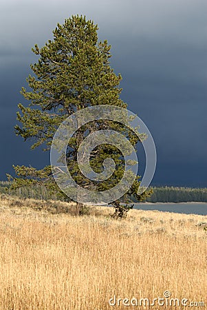 Lone Tree and Gathering Storm Stock Photo