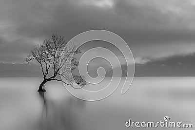 Lone tree Stock Photo