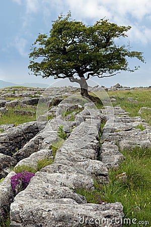 Lone tree with Limestone pavement Stock Photo