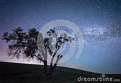 The Lone Tree Stock Photo