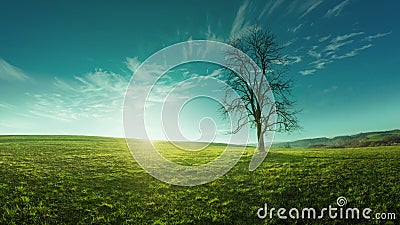 A lone tree on a meadow at sunrise, idyllic, fabulous landscapes Stock Photo