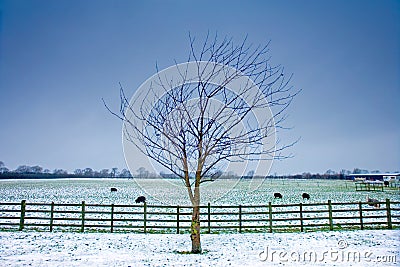 Lone tree next to a wintery field with black sheep Stock Photo