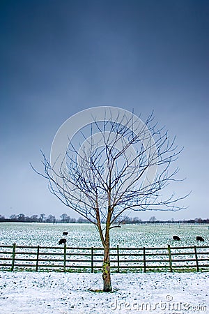 Lone tree next to a wintery field with black sheep Stock Photo