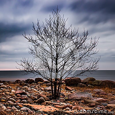 Lone tree Stock Photo