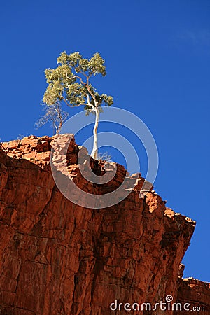 Lone Tree - Ormiston Gorge, Australia Stock Photo