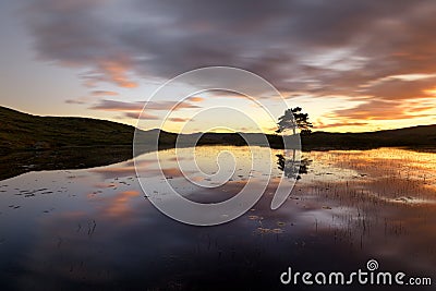 Lone tree reflecting in lake at sunset. Taken at Kelly Hall Tarn in the Lake District, UK. Stock Photo