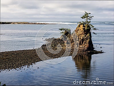 Lone tree on rock at coastal bay Stock Photo