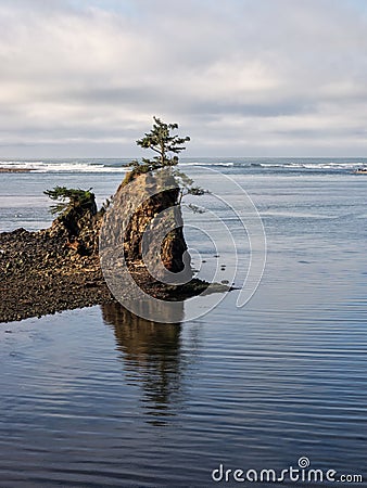 Lone tree on rock at coastal bay Stock Photo