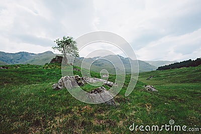 Lone Tree, Scotland Stock Photo