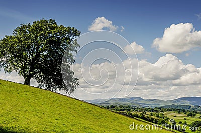 Lone tree on a slope Stock Photo