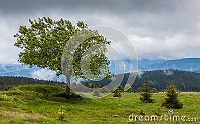 A lonely broad-leaved tree on the hill in Sumava Stock Photo