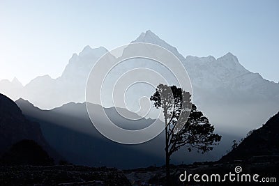 Lone tree silhouette at sunrise, Himalayas, Nepal Stock Photo