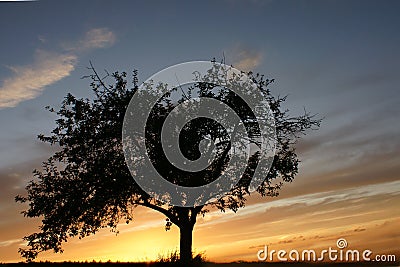 Lone tree at sunset Stock Photo