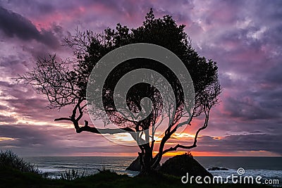 A Lone Tree at Sunset, Trinidad, California, USA Stock Photo
