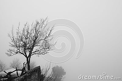Lone tree on top of a mountain. Stock Photo