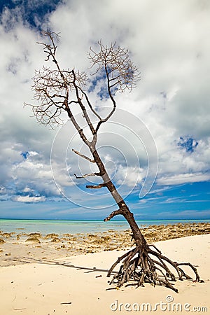Lone Tree on Tropical Beach Stock Photo