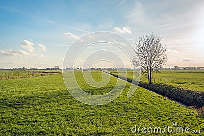 Lone tree in vast meadow Stock Photo