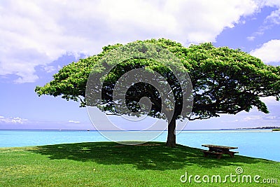 The Lone Tree Stock Photo