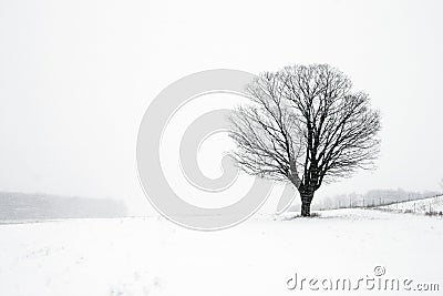 Lone Tree in Winter Blizzard Stock Photo