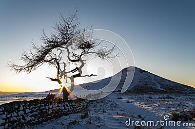 Lone Tree in a winter landscape - Roseberry Topping - North Yorkshire - UK Stock Photo