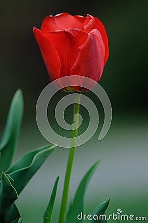 Lone Tulip Stock Photo