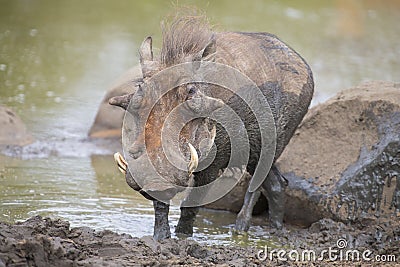 Lone warthog playing in mud to cool off Stock Photo