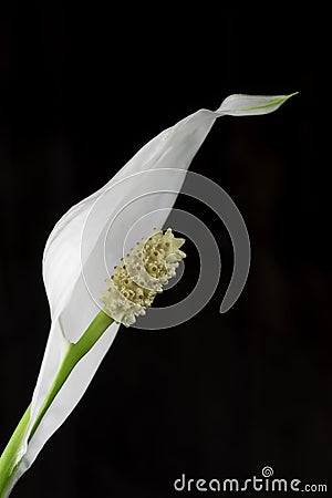 Lone white blooming calla flower Stock Photo