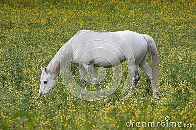 Lone white horse Stock Photo