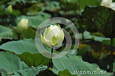 A lone white lotus flower Stock Photo