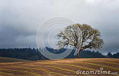 Lone White Oak Tree in a Field Stock Photo