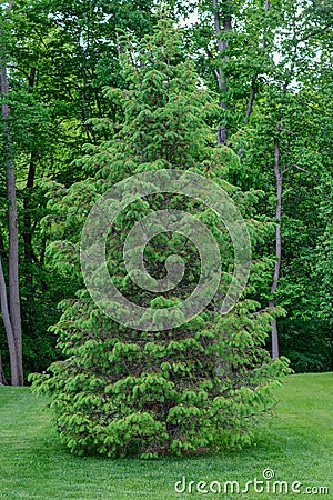 A lone white pine tree sits on a freshly mowed and manicured law Stock Photo